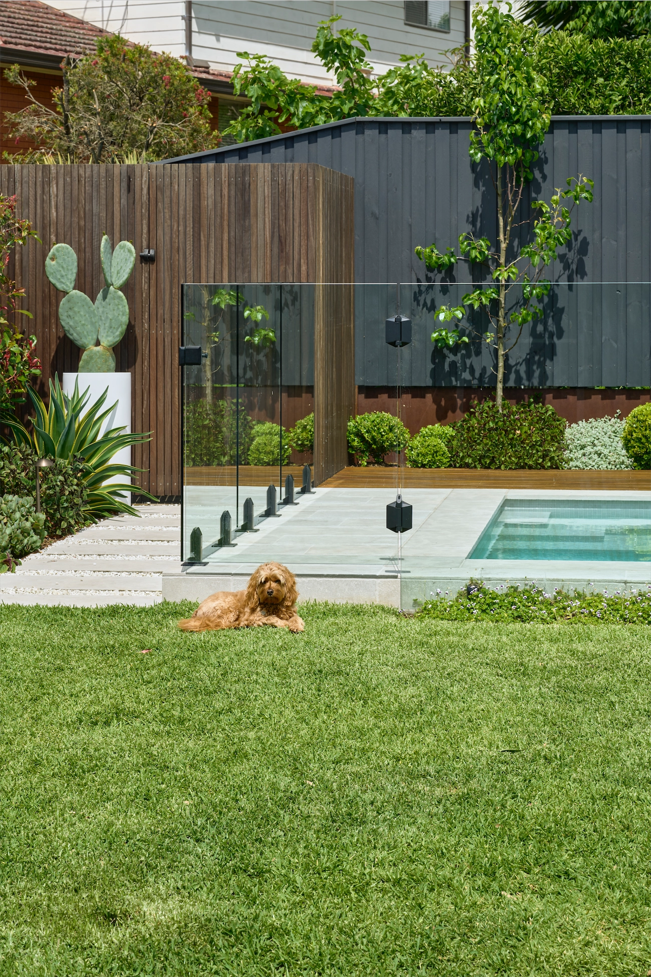 Frameless glass pool fence beside a timber batten wall and lawn at a Winston Hills residence
